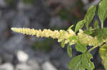 Purple amaranth